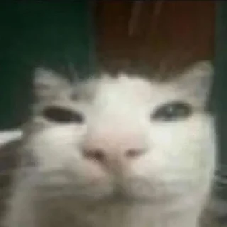 Стикер хууй пзида негр член гавно хач чурка @sticktembot - 8