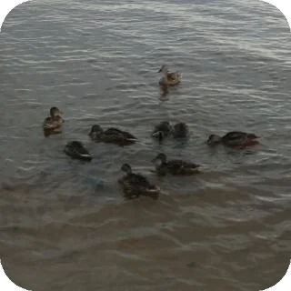 Стикер Daniika Mizinova - 0