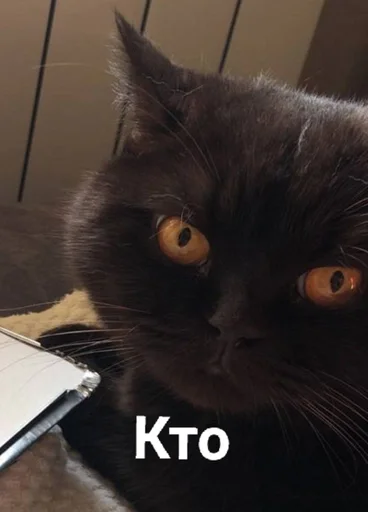 small to medium-sized cats mammal indoor