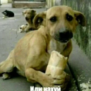 Sticker Да поебать мне от @amphetamine_meth - 2