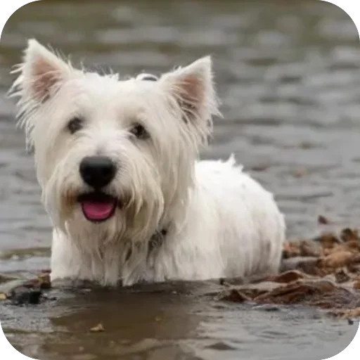 животное млекопитающее собака