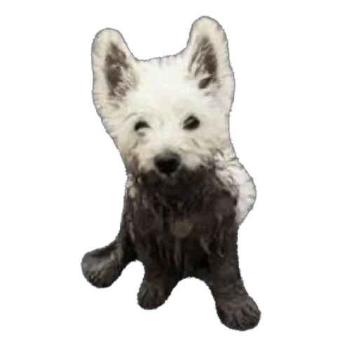 млекопитающее животное домашнее животное