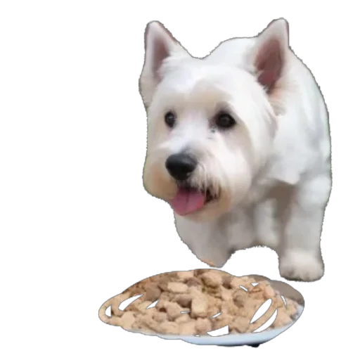 домашнее животное порода собак животное