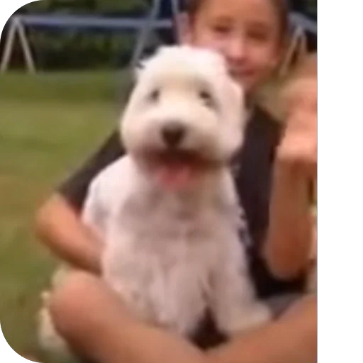 Человек домашнее животное собака