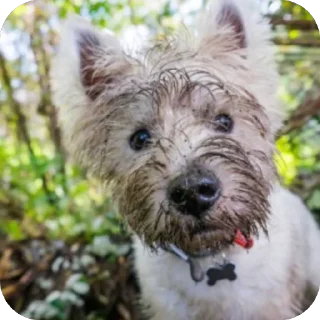 Sticker Сырники - 5