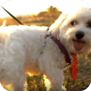 Sticker Сырники - 10