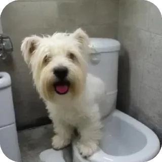 Sticker Сырники - 4