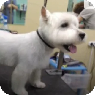 Sticker Сырники - 9