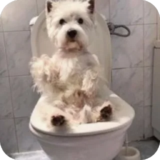 Sticker Сырники - 1