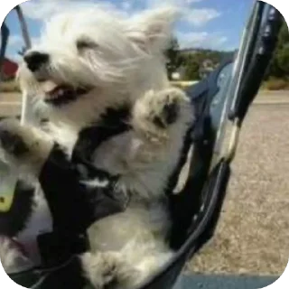 Sticker Сырники - 7