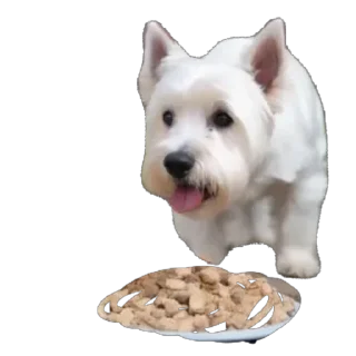 Sticker Сырники - 11