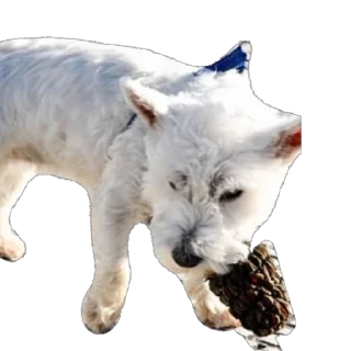 Sticker Сырники - 0