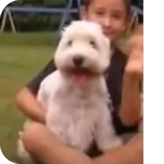 Sticker Сырники - 6