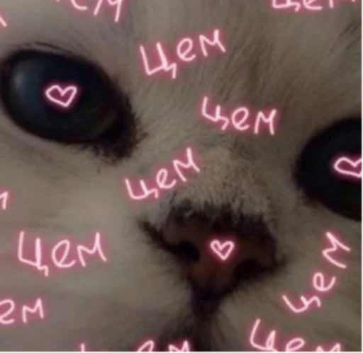 СЫРОК ТРЕВОЖНЫЙ - 