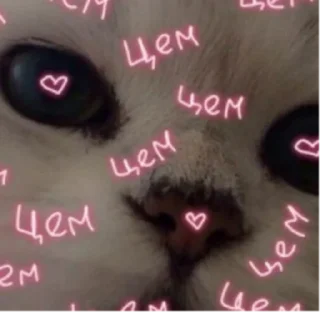 Sticker СЫРОК ТРЕВОЖНЫЙ - 0