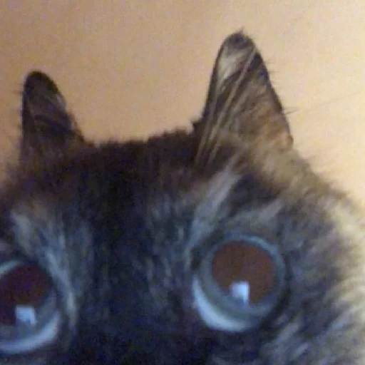 Sticker Syusyumber85 - 1