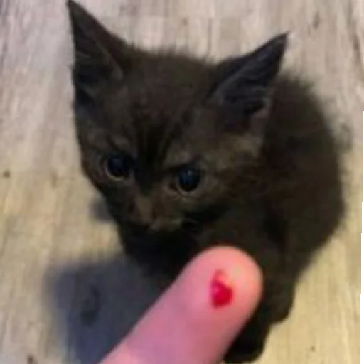 Sticker Syusyumber85 - 1