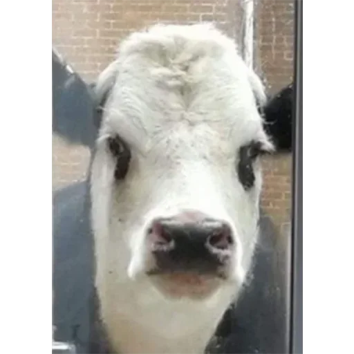 Sticker Напиздив :: @fStikBot - 1