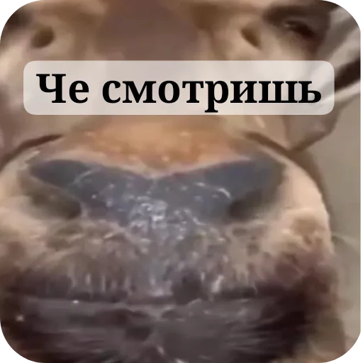 Стикер SyxpJi8oxi_by_Sticker_tg_robot - 1