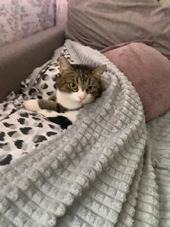 Стикер смурфушка @Shrifty_textbot - 9