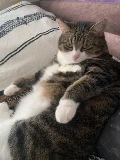 Стикер смурфушка @Shrifty_textbot - 3