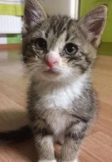 Стикер смурфушка @Shrifty_textbot - 8