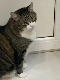 Стикер смурфушка @Shrifty_textbot - 5