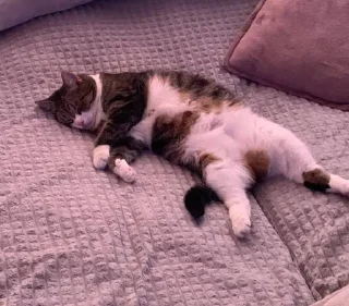 Стикер смурфушка @Shrifty_textbot - 7