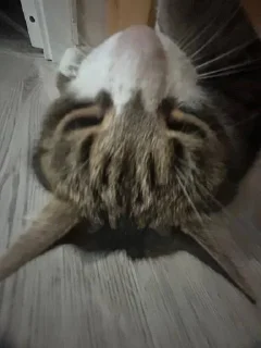 Стикер смурфушка @Shrifty_textbot - 10