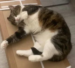 Стикер смурфушка @Shrifty_textbot - 1