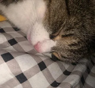 Стикер смурфушка @Shrifty_textbot - 4