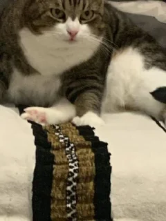 Стикер смурфушка @Shrifty_textbot - 2