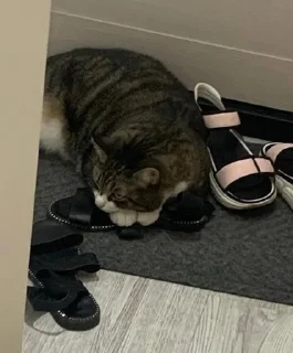 Стикер смурфушка @Shrifty_textbot - 6