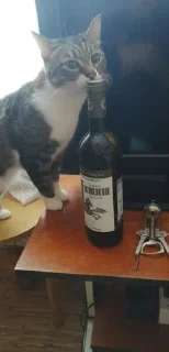 Sticker Больше стиков тут: @stikery4 - 8