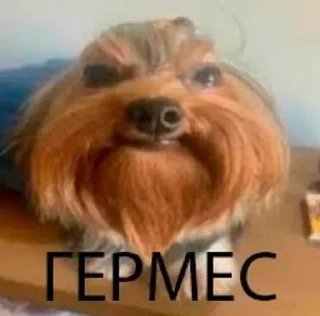 Стикер Больше стикеров 👉🏻 @stickertg4 - 6