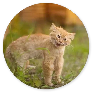 Стикер Больше стиков тут: @stikery4 - 11