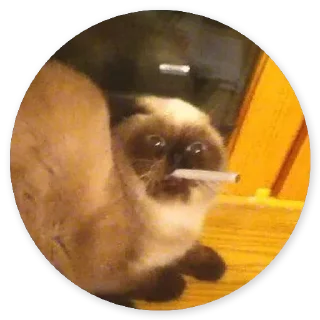 Стикер Больше стиков тут: @stikery4 - 4