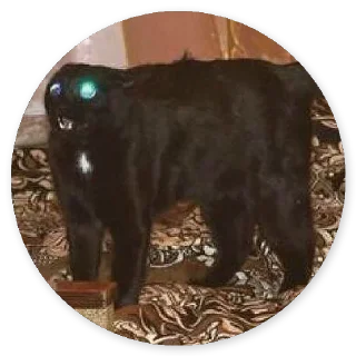 Стикер Больше стиков тут: @stikery4 - 6