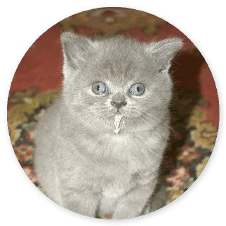 Стикер Больше стиков тут: @stikery4 - 9