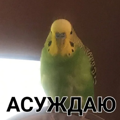 ТОКСИЧНЫЙ ЯД - 