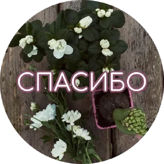 Sticker TONKOE TELO - 7