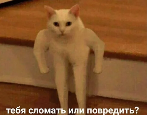 млекопитающее животное домашняя кошка