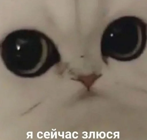 кошка животное кошки малого и среднего размера