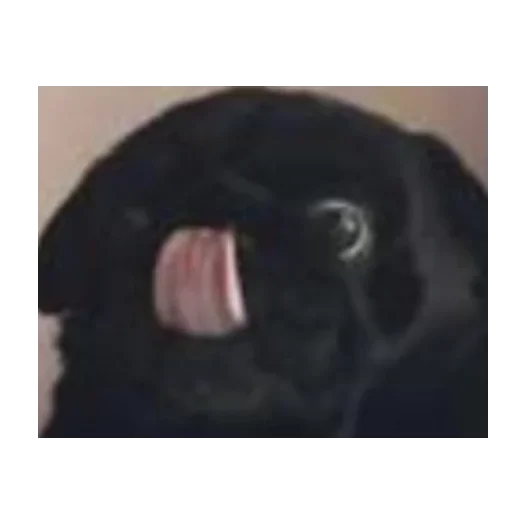 Топ стики by @fStikBot - animal