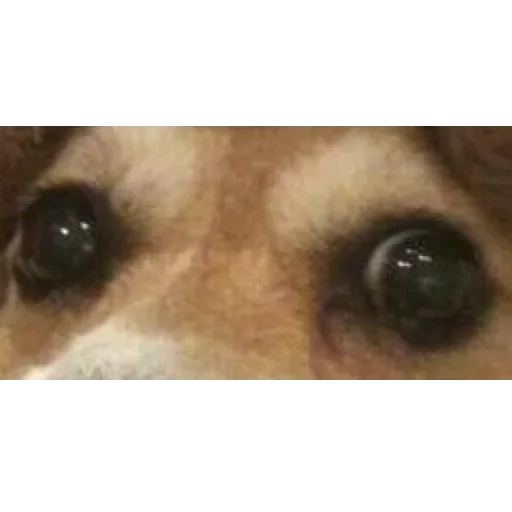 animal mammal dog breed