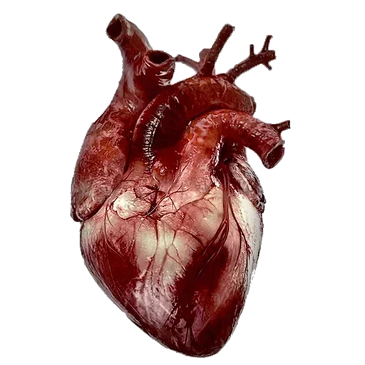 Стикер TOSHlOuYzPmBjOY_by_stickers_stealer_bot - 1