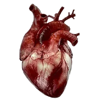 Стикер Больше стикеров 👉🏻 @stickertg4 - 1