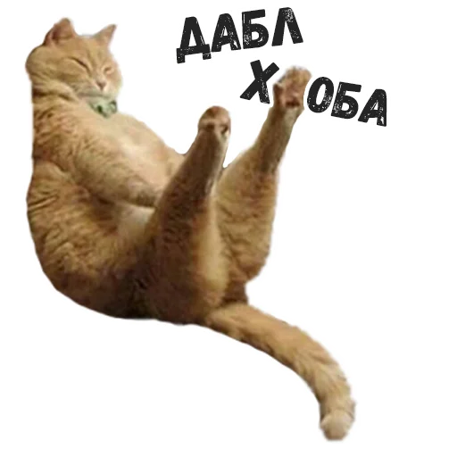 СМС кошка животное