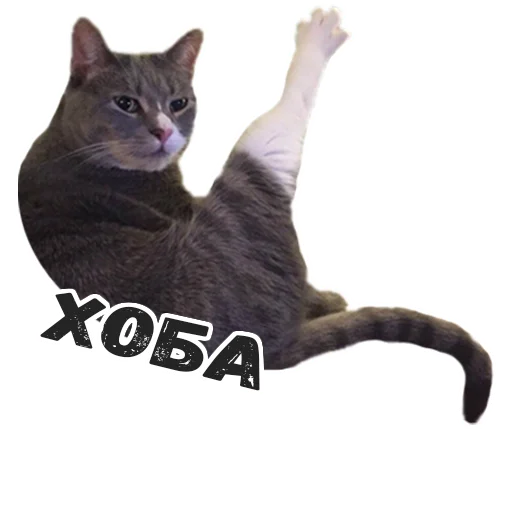 домашняя кошка животное кошки малого и среднего размера