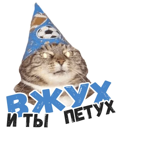 млекопитающее кошка домашняя кошка